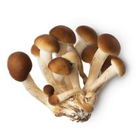 Poplar Mushroom