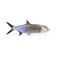 Tarpon