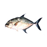 Island Trevally