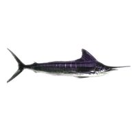 Frozen Marlin