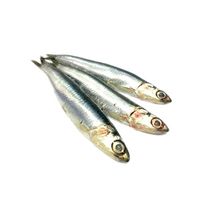 Fresh Anchovy