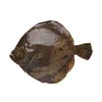 Other Flat Fish