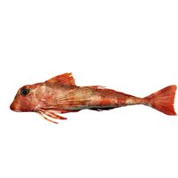 Tub Gurnard