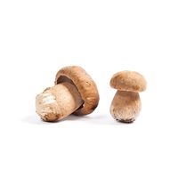Porcini Mushroom