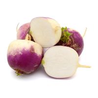 Turnip