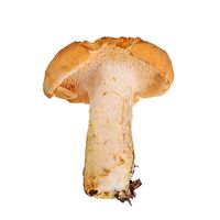 Hedgehog Mushroom
