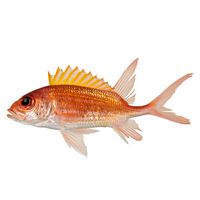 Squirrelfish