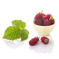 Loganberry