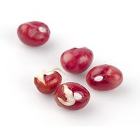 Bambara Bean