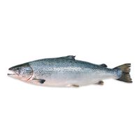 Fresh Whole Atlantic Salmon