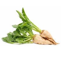 Sugar Beet