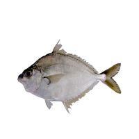 Frozen Ponyfish