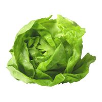 Fresh Lettuce