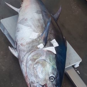 Thunnus alalunga from CFA in Portugal - Find Suppliers | Tridge