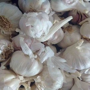 Fresh Common Garlic