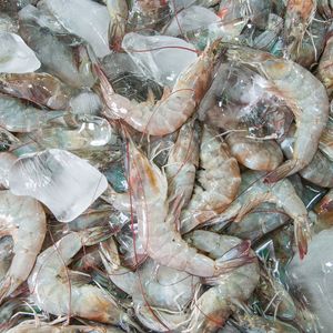 Frozen Vannamei Shrimp