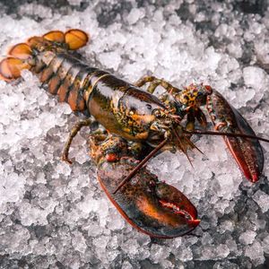 Fresh American Lobster