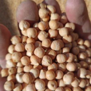 Dried Chickpea
