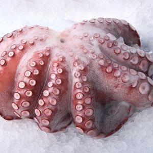 Frozen Octopus