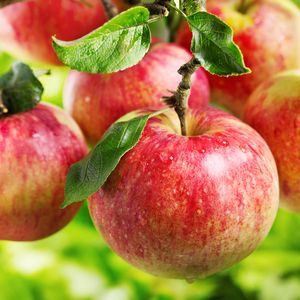 Fresh Apple