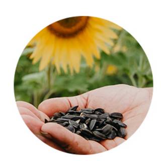 Sunflower Seeds.png