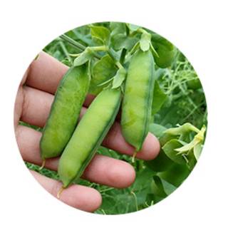 Green Peas.png