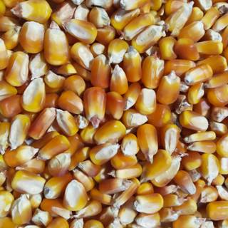 yellow corn 2.jpg