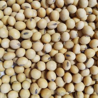 soybean 1.jpg