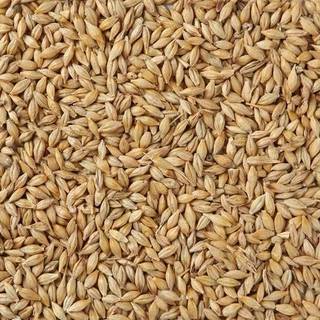 barley-500x500.jpg
