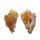 Murex Shell