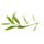 Tarragon