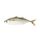 Pacific Chub Mackerel