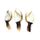 Goose Barnacle