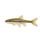 Sand Shiner