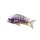 Tropheus Annectens