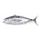 Frozen Bigeye Tuna