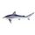 Finetooth Shark