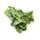 Rape Leaves