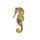 Short Snouted Seahorse