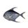 Sickle Pomfret