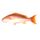 Silk Snapper