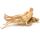 Ginseng