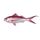 Deepwater Longtail Red Snapper