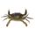 Fresh Crab