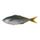 Frozen Butterfish