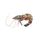 Giant Tiger Prawn
