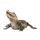Cuvier's Dwarf Caiman