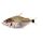 Wimple Piranha