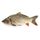 Fresh Carp