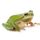 Frozen Frog